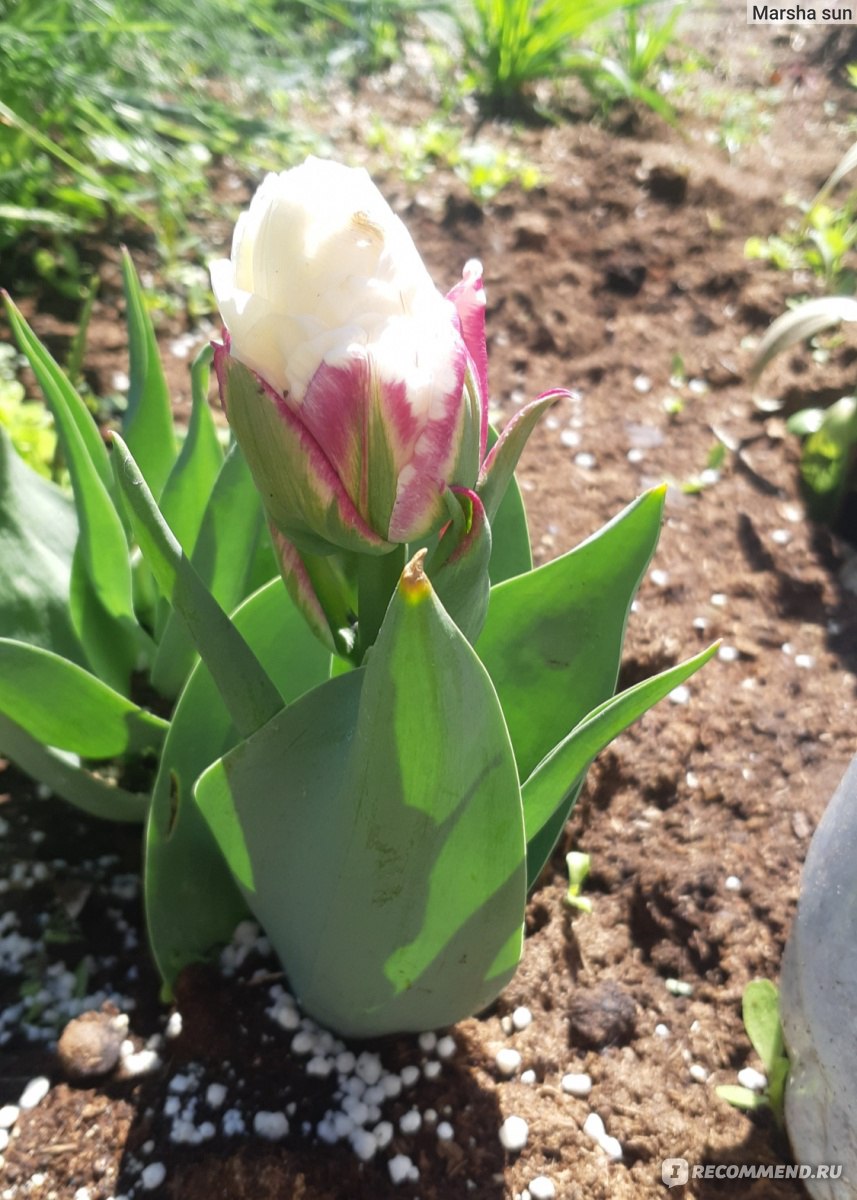 Тюльпан махровый поздний Айс Крим (Tulipa Double Late Ice Cream) 5 шт/уп