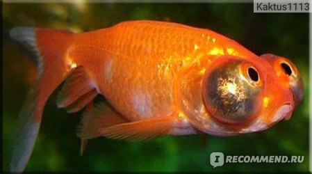 Болезни золотых рыбок: внешние признаки и лечение