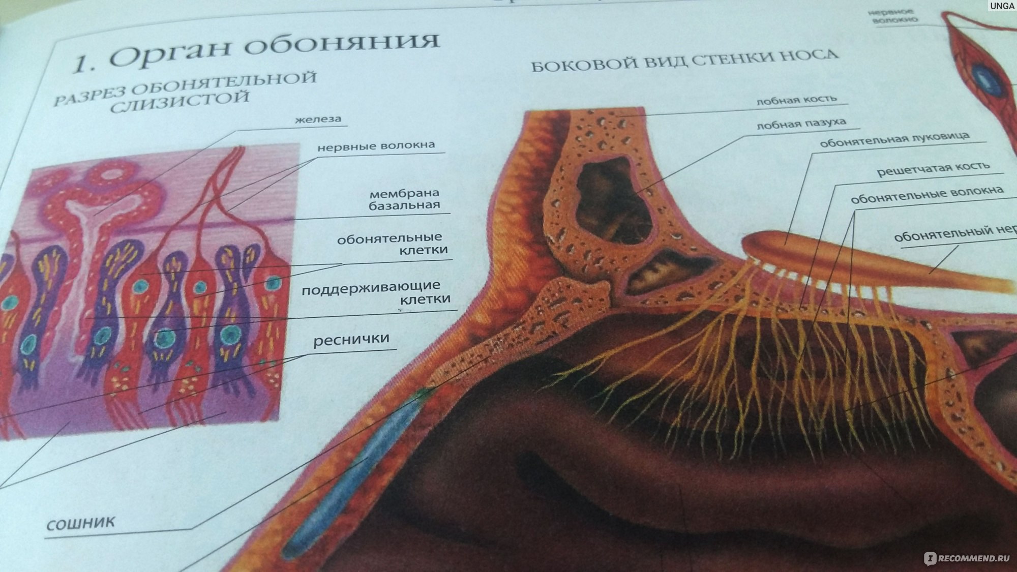 Мышцы шеи атлас Синельникова