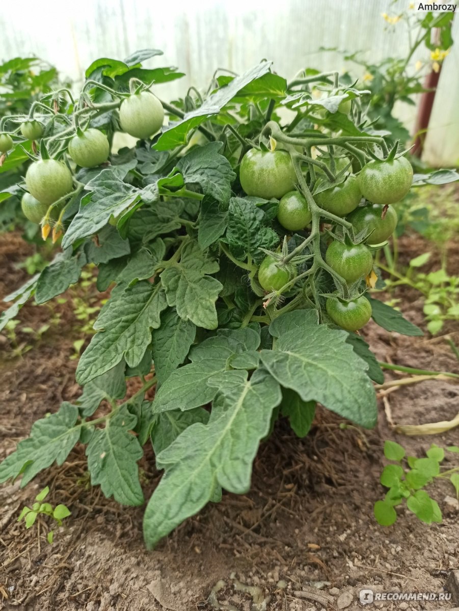 Семена AGRONI томат Пиноккио - «Выращиваю помидоры уже год - то на  подоконнике, то в теплице и на грядке, то вновь на подоконнике -  путешествие томатов по городам и селам.» | отзывы