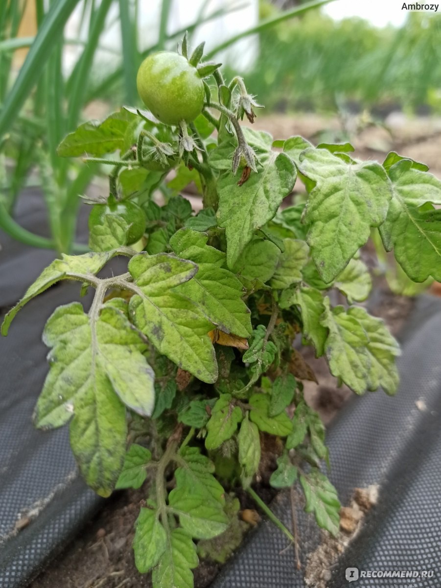 Семена AGRONI томат Пиноккио - «Выращиваю помидоры уже год - то на  подоконнике, то в теплице и на грядке, то вновь на подоконнике -  путешествие томатов по городам и селам.» | отзывы