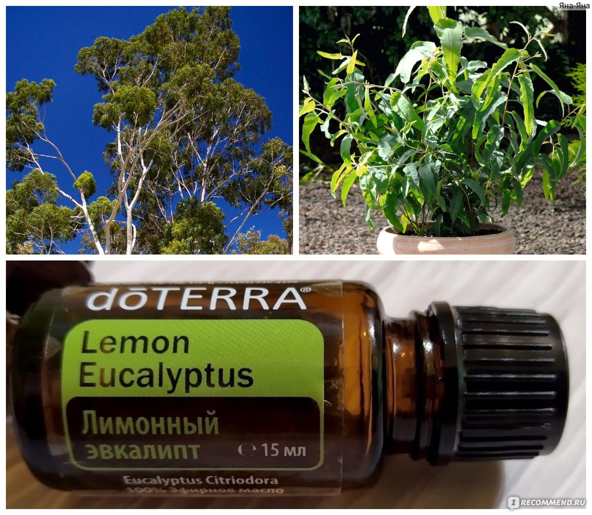 Эфирное масло DoTerra Лимонный эвкалипт - «Освежает воздух и не более ...