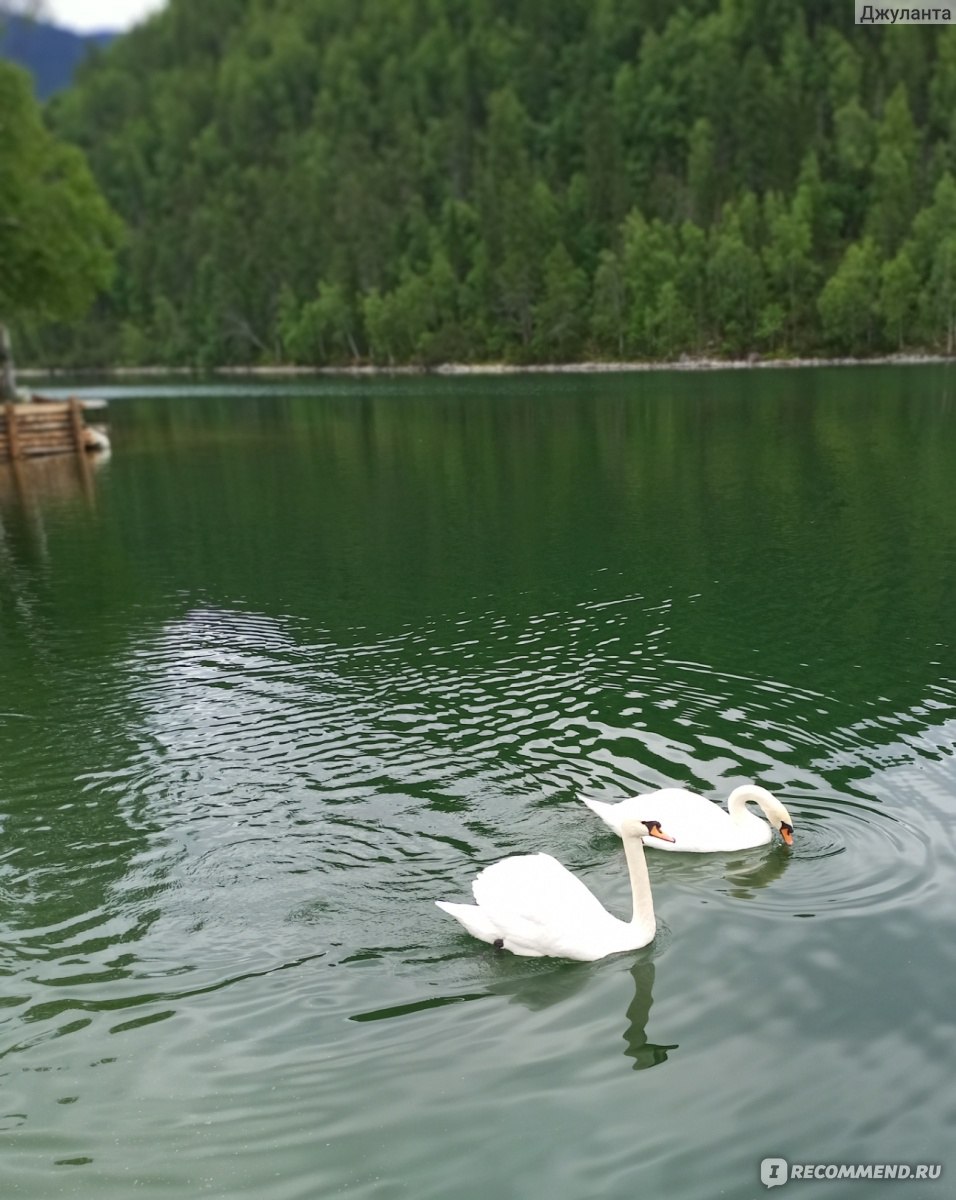 Озеро с лебедями в Крыму
