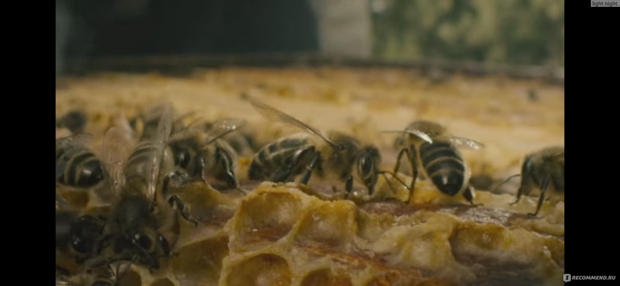 «Скажи это пчёлам» (2018, фильм) фото