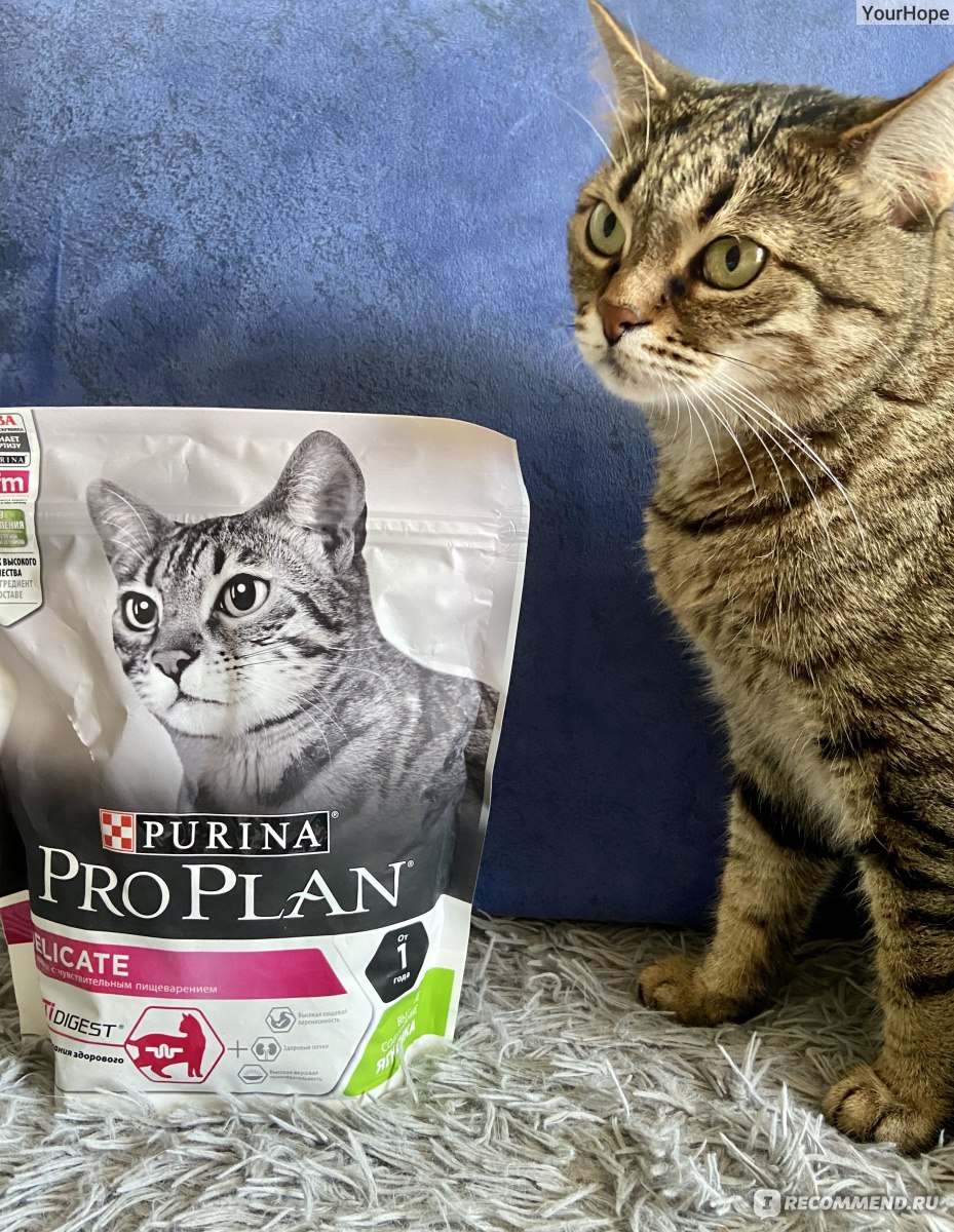 Корм для кошек Purina Pro Plan Delicate - «Корм для зажиточных котов,  способствующий улучшению пищеварения. Лола одобрила покупку👌» | отзывы