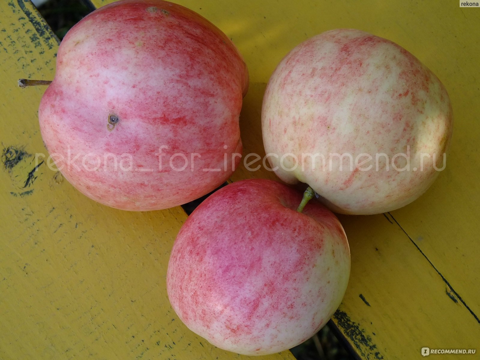 Сорт яблони Пепин шафранный - «Яблоня осень»