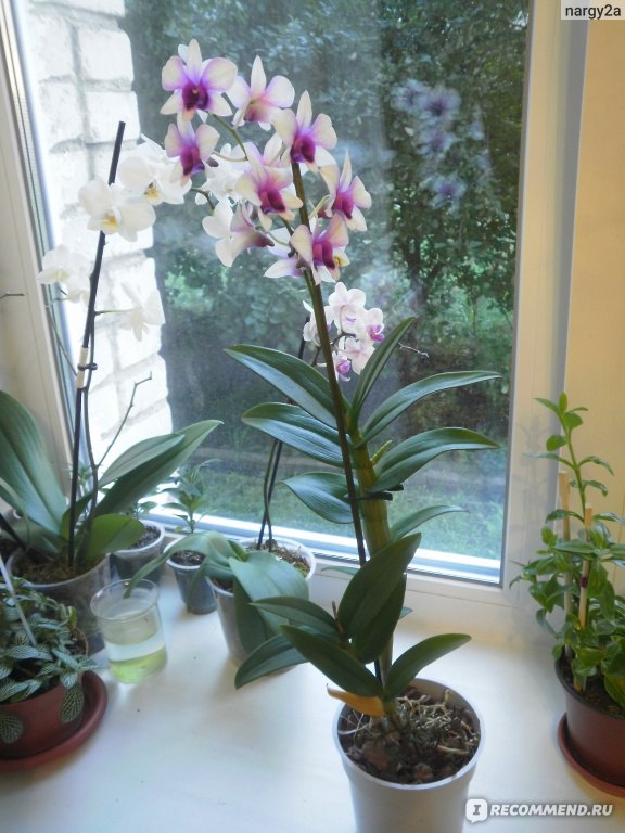 Грамотный уход за орхидеей в домашних условиях