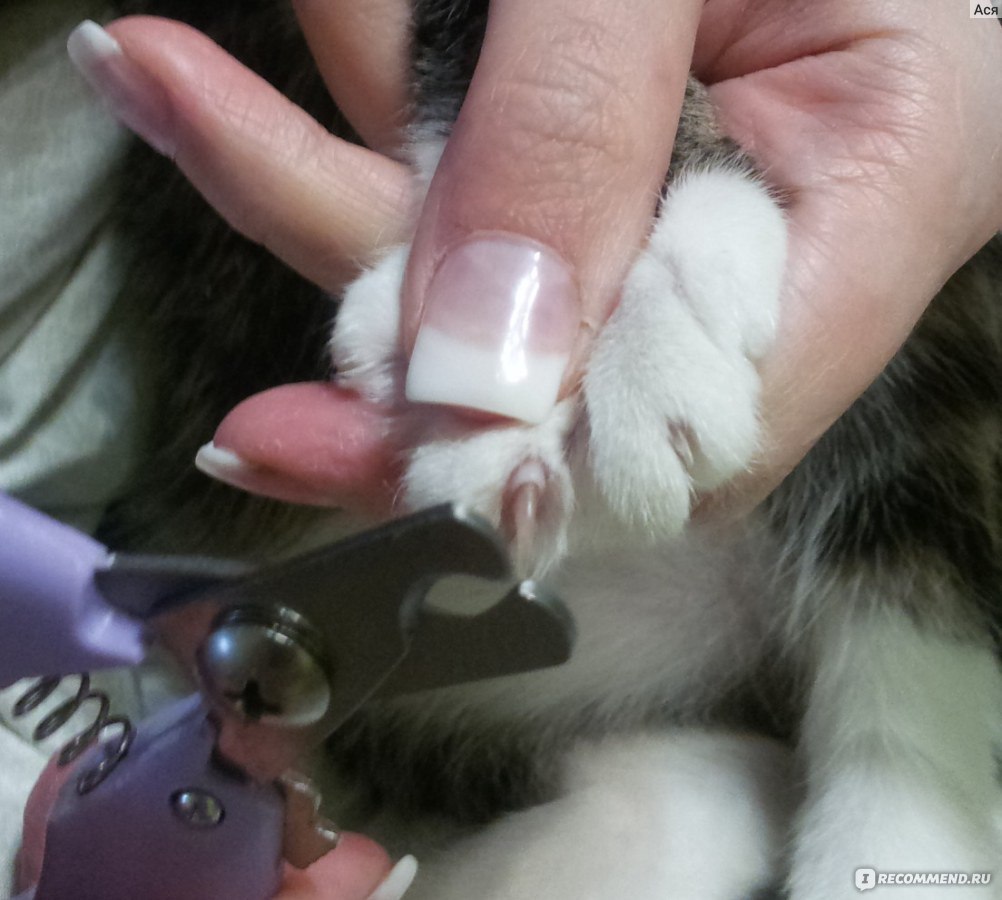 Как подстричь когти кошке в домашних условиях когтерезкой фото пошагово