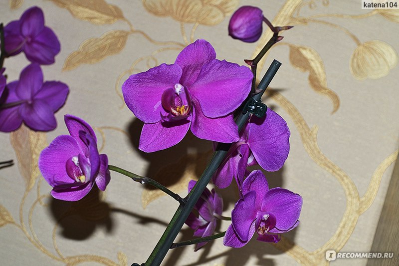 Орхидея Фаленопсис отцвела, что делать, и как ухаживать за заморским чудом?