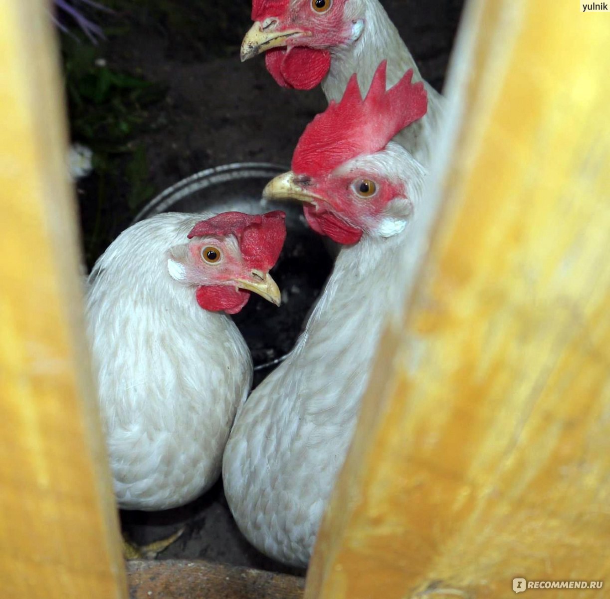 Куры - несушки - «🐓 Курообразие зашкаливает. Расскажу все о моих  курах-несушках. Где лучше приобретать, чем кормить, как содержать. Расскажу  может ли одна курочка нести несколько яиц в день 🐔» | отзывы