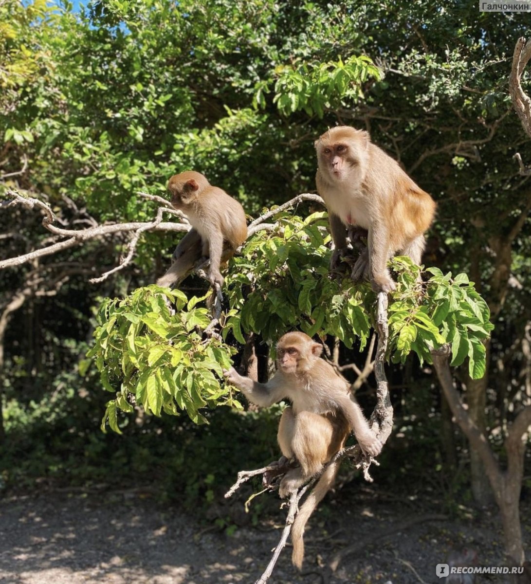 Остров обезьян 2024. Парк обезьян хайнань. Заповедник “обезьяний остров” (г. Остров обезьян хайнань. Остров обезьян китай хайнань.