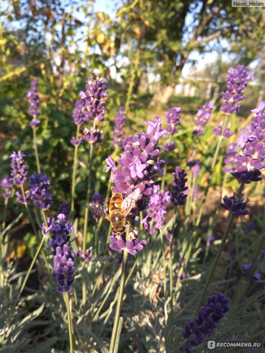 Лаванда узколистная (английская) Lavandula Angustifolia - «Мои первые шаги  к личному лавандовому полю. Все лето и осень лаванда радовала меня на даче,  а зимой украшала комнату (Обновлено: второй год цветения)» | отзывы