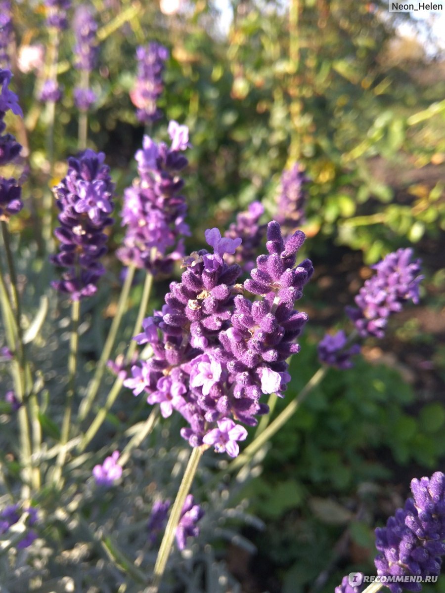 Лаванда узколистная (английская) Lavandula Angustifolia - «Мои первые шаги  к личному лавандовому полю. Все лето и осень лаванда радовала меня на даче,  а зимой украшала комнату (Обновлено: второй год цветения)» | отзывы