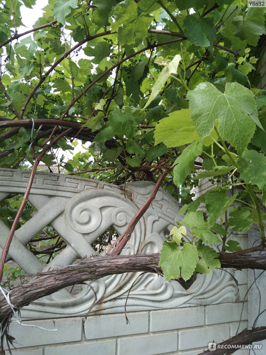 виноград лидия фото