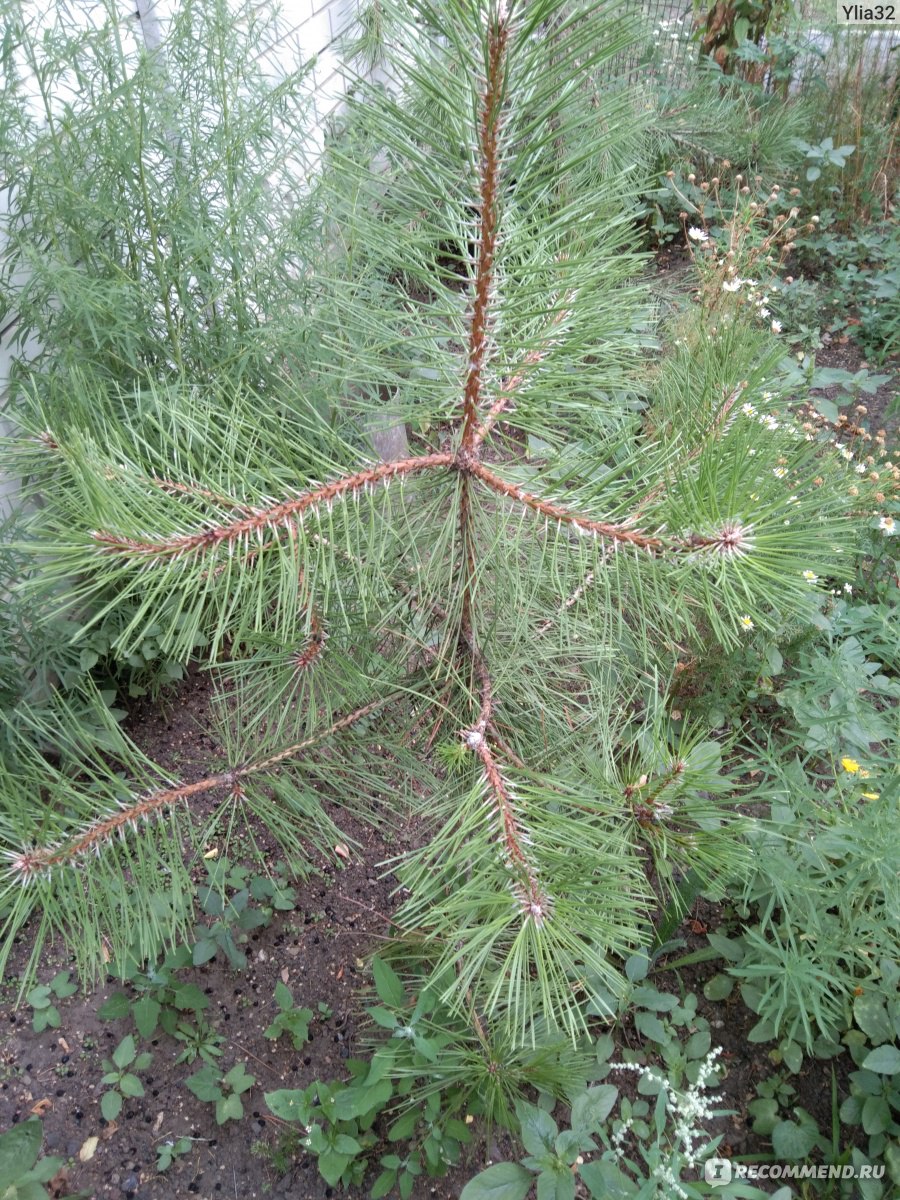 Сосна кедровая корейская Сильверей (Pinus koraiensis Silveray) - «Красивая,  но не для нас)» | отзывы