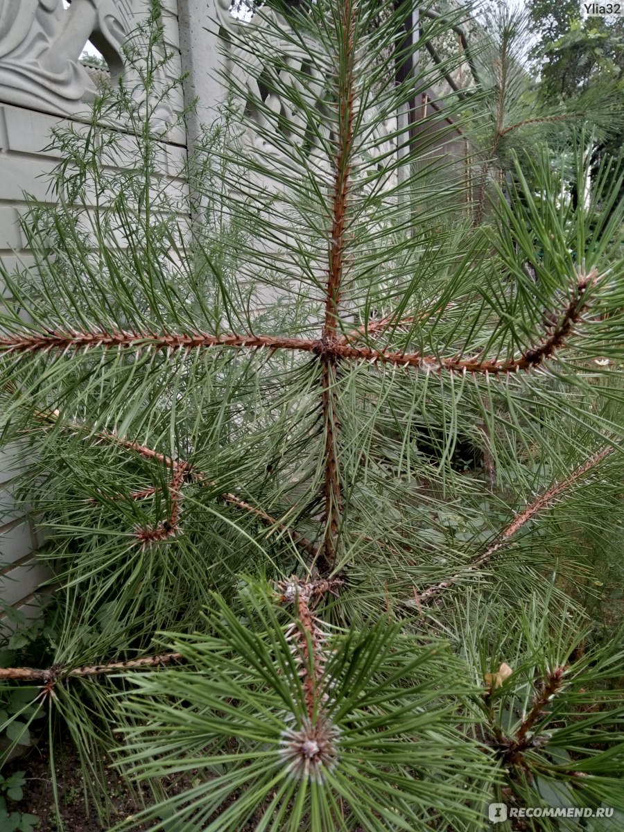 Сосна кедровая корейская Сильверей (Pinus koraiensis Silveray) - «Красивая,  но не для нас)» | отзывы