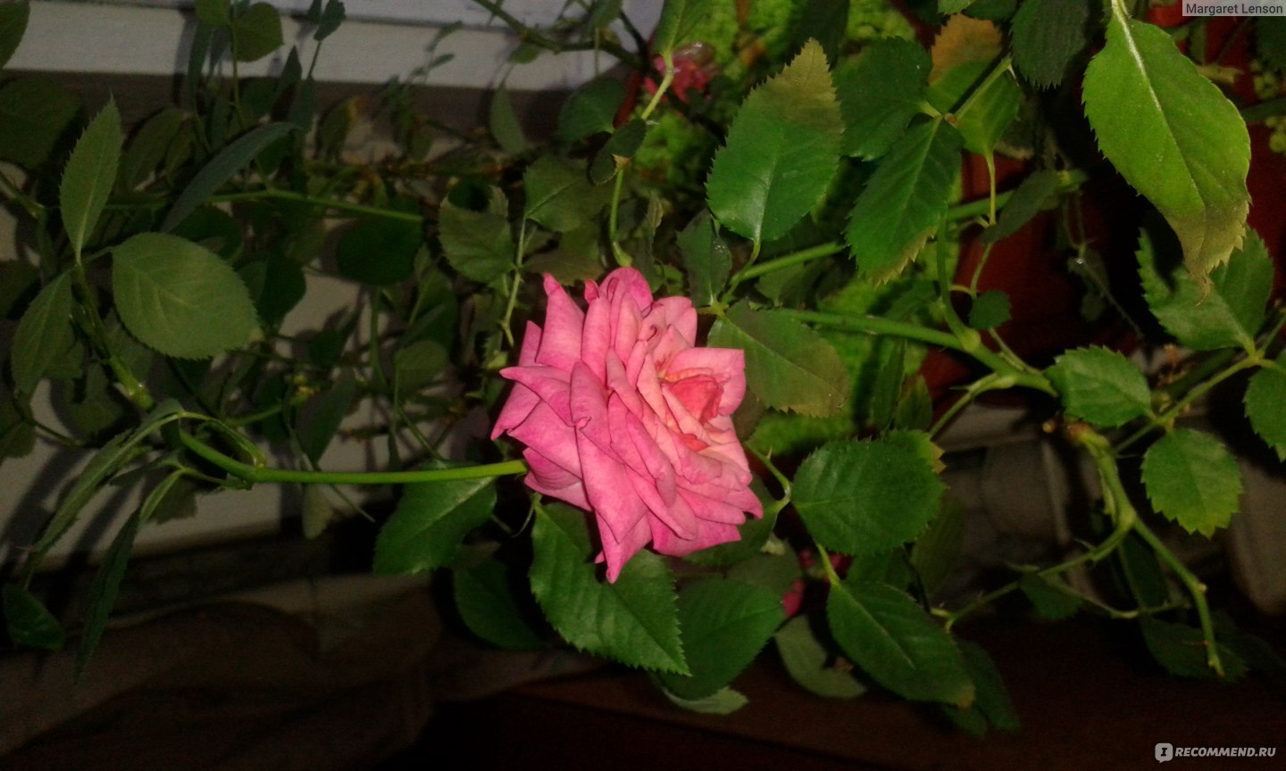 Крупноцветковые сорта комнатных роз