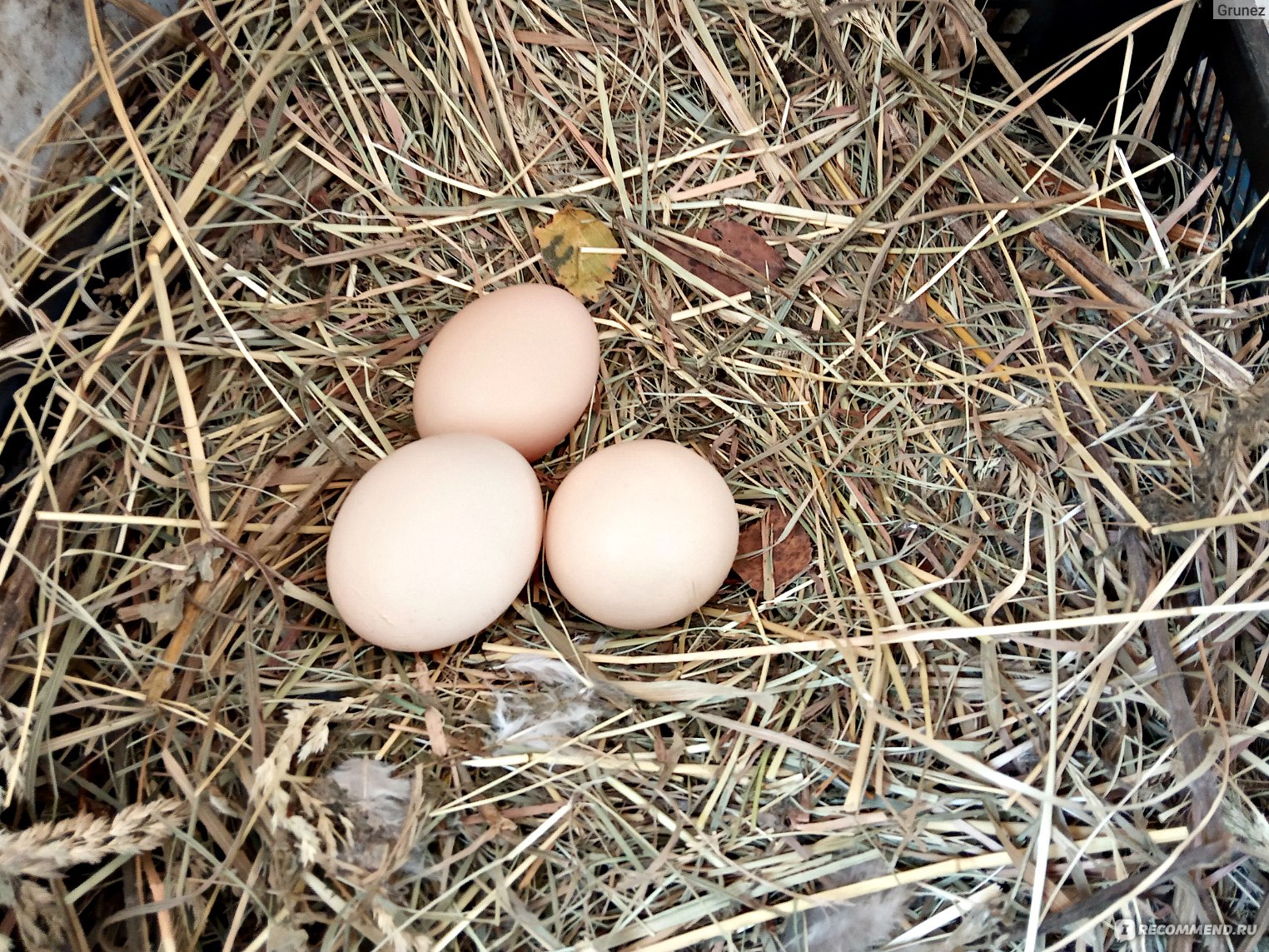 Покажи яйцо курицы. Куры несушки с яйцами. Яйца кур несушек. Яйца в курятнике. Несушка с яйцами.