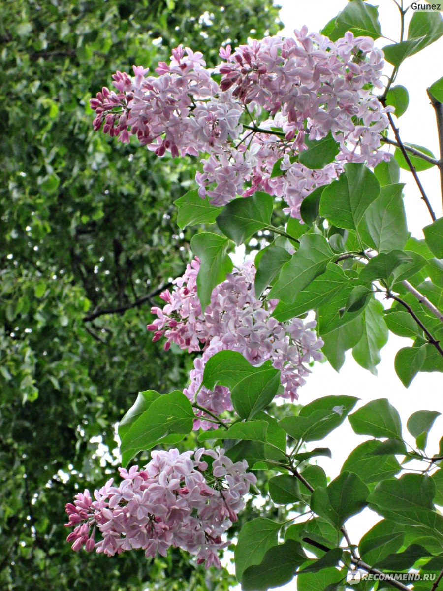 Сирень обыкновенная (Syringa vulgаris) - «18000 цветов на одной сирени! Уж  замуж невтерпеж? Вы хотите исполнения желания? Съешьте сирень с пятью  лепестками и оно исполнится. Ищем на фото. Невероятно ароматный и красивый