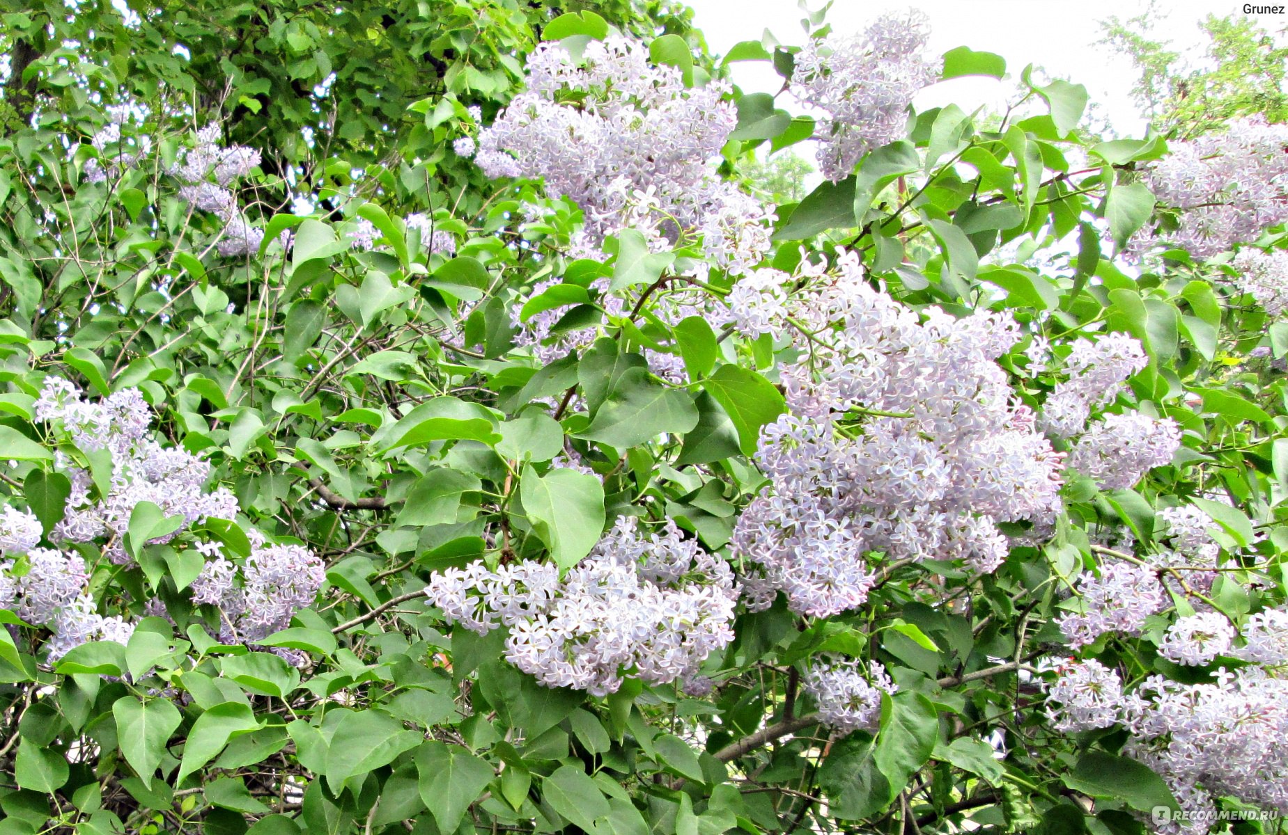 Сирень обыкновенная (Syringa vulgаris) - «18000 цветов на одной сирени! Уж  замуж невтерпеж? Вы хотите исполнения желания? Съешьте сирень с пятью  лепестками и оно исполнится. Ищем на фото. Невероятно ароматный и красивый