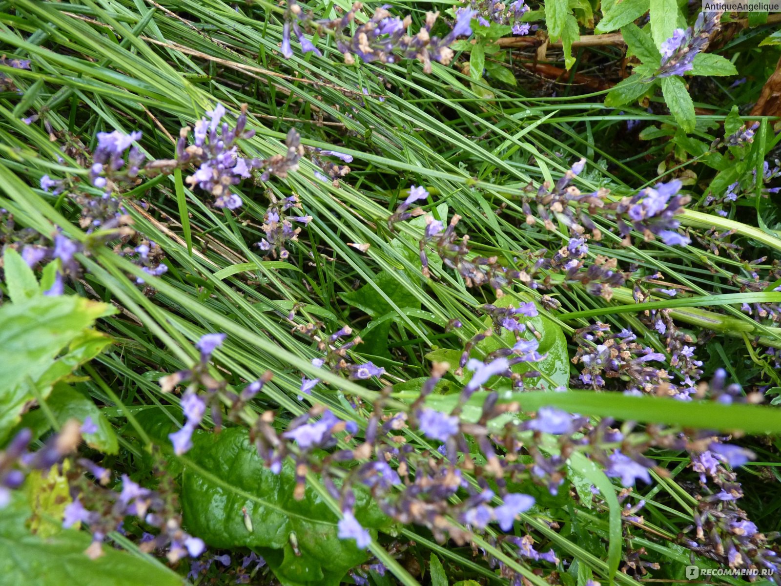 Лаванда узколистная (английская) Lavandula Angustifolia - «Lavandula  Angustifolia - aроматная, самостоятельно растущая, лаванда» | отзывы