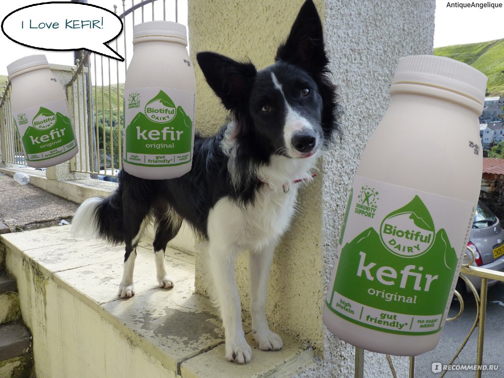 Original Kefir Yogurt 350g Biotiful Dairy  Healthy Supplies