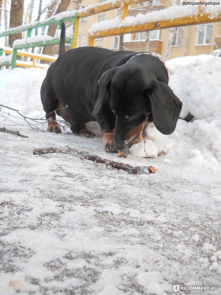 Такса / Dachshund - «Такса - порода на всю жизнь! Преданный, умный,  отзывчивый, самодостаточный... Диксон. Моя история.» | отзывы