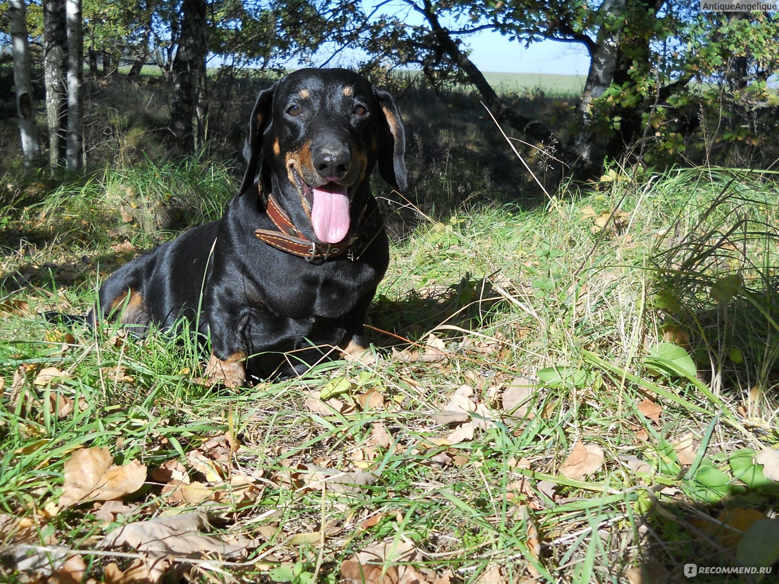 Такса / Dachshund - «Такса - порода на всю жизнь! Преданный, умный,  отзывчивый, самодостаточный... Диксон. Моя история.» | отзывы