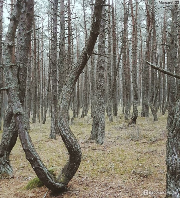 Национальный парк Куршская Коса, Калининградская область фото