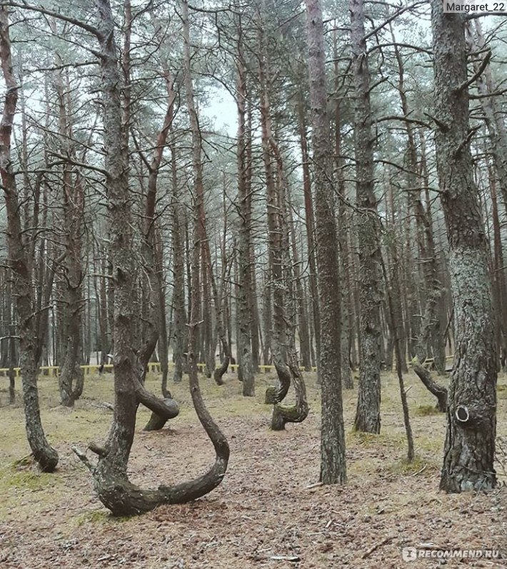 Национальный парк Куршская Коса, Калининградская область фото