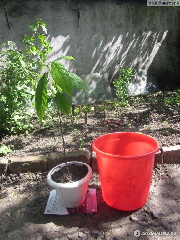 Как посадить косточку авокадо: особенности выращивания дерева