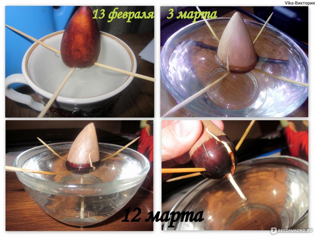 Как вырастить авокадо из косточки в домашних условиях пошаговое фото