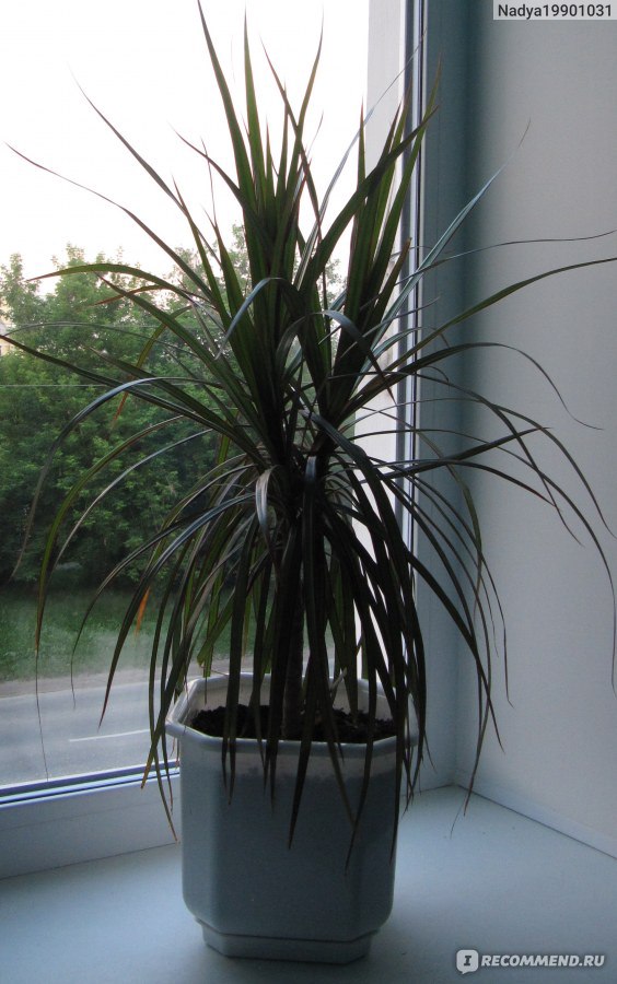 Драцена Dracaena marginata - «Чемпион роста Драцена» | отзывы