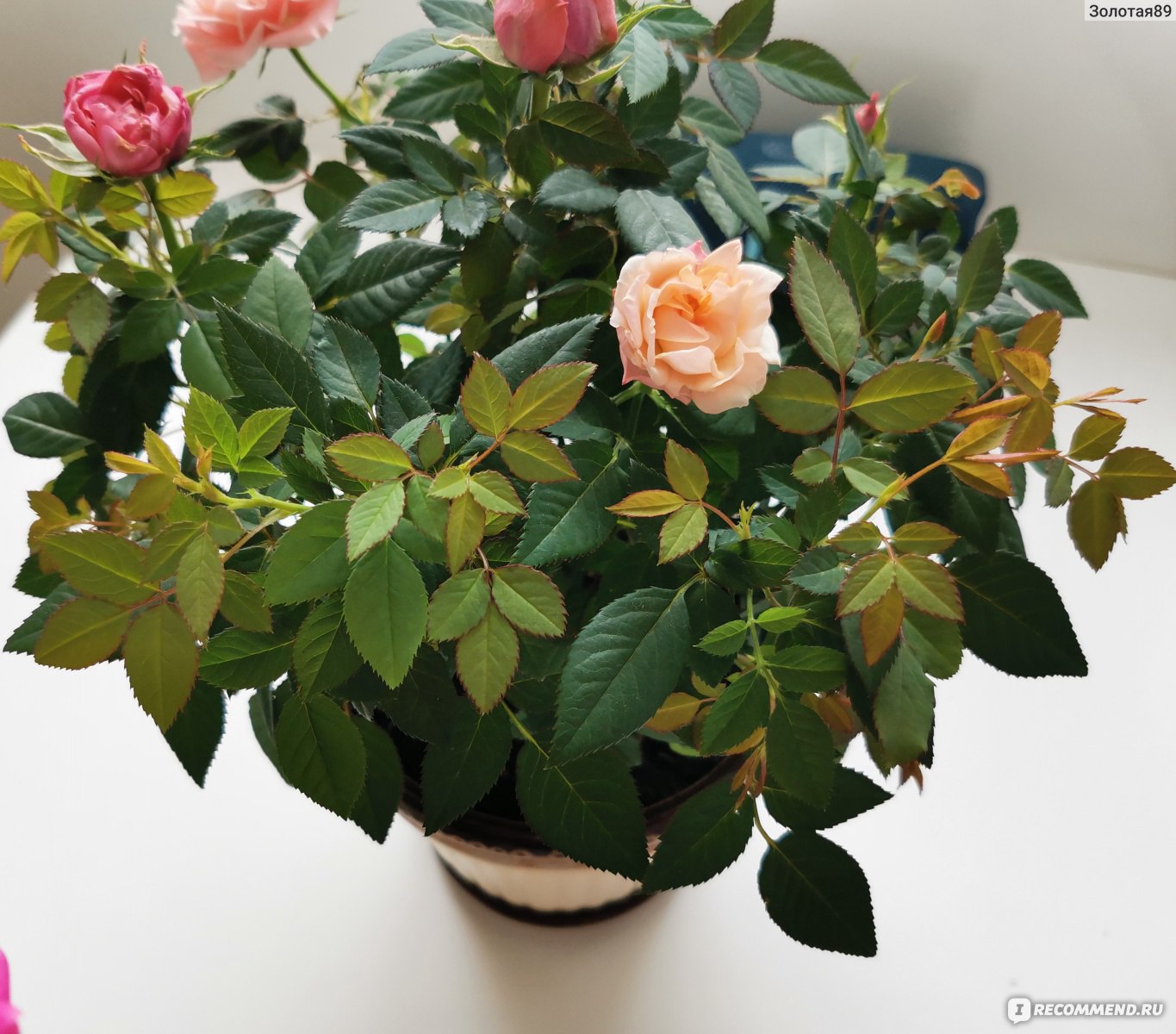 Особенности посадки розы кордана в домашних условиях после покупки и правила ухода за ней