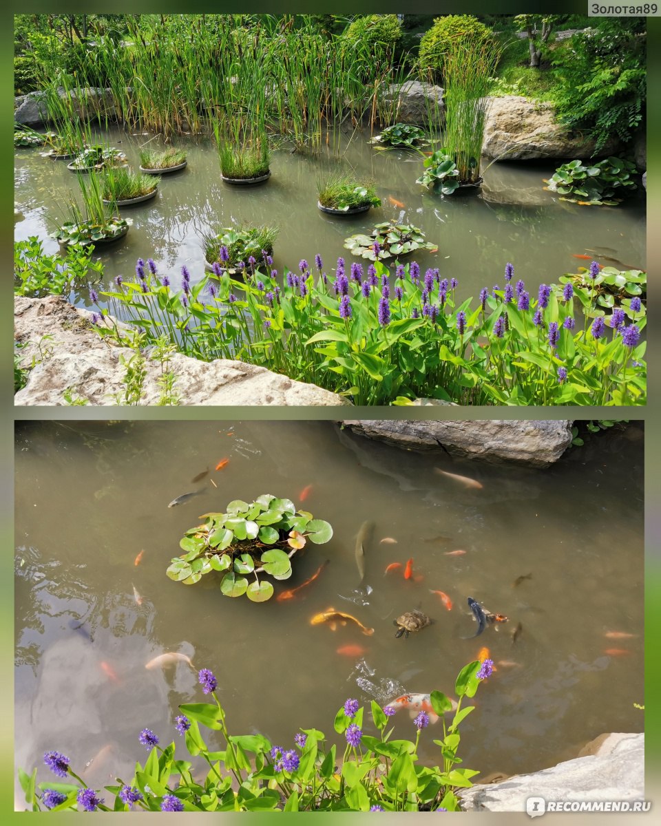 Японский сад в Мрие отзывы туристов 
