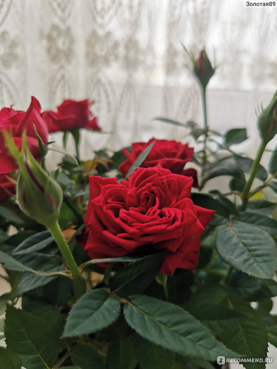 Роза Кордана - «Что нужно сделать с розой после покупки? Как я  скорректировала уход, чтобы розы не засыхали и радовали долгим цветением.  Делюсь своим опытом выращивания розы Кордана » | отзывы