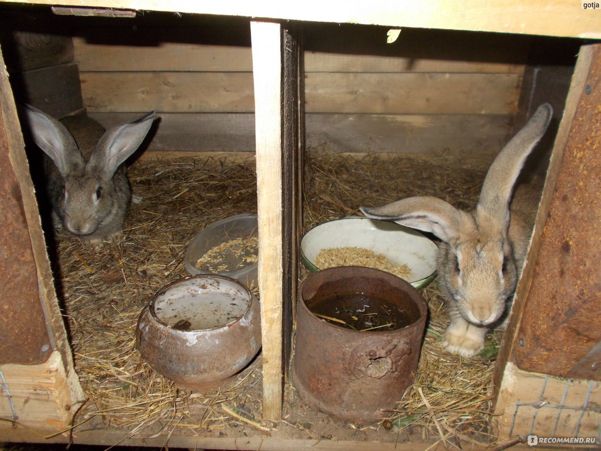 Чем кормить декоративного карликового кролика? 5 правил кормления в домашних условиях