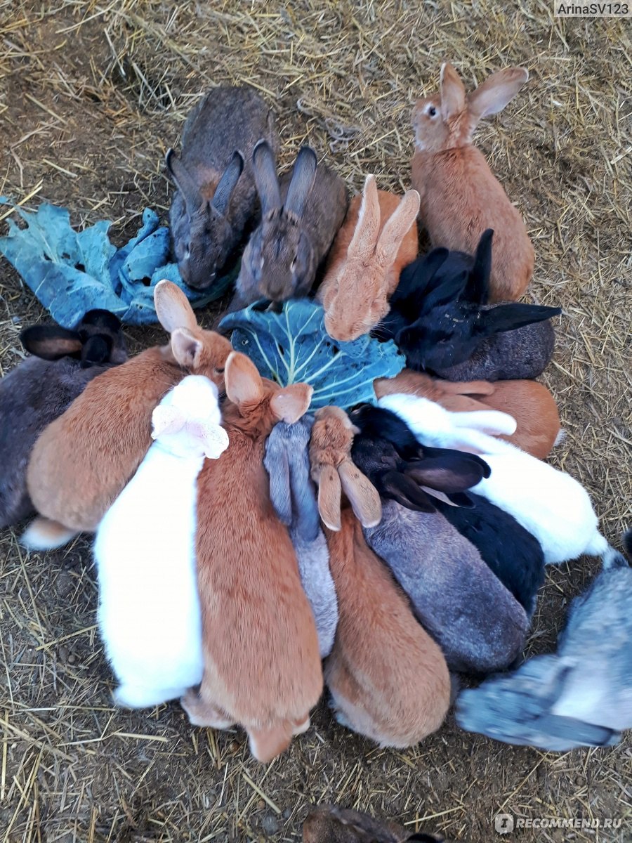 Строительство мини-фермы для кроликов