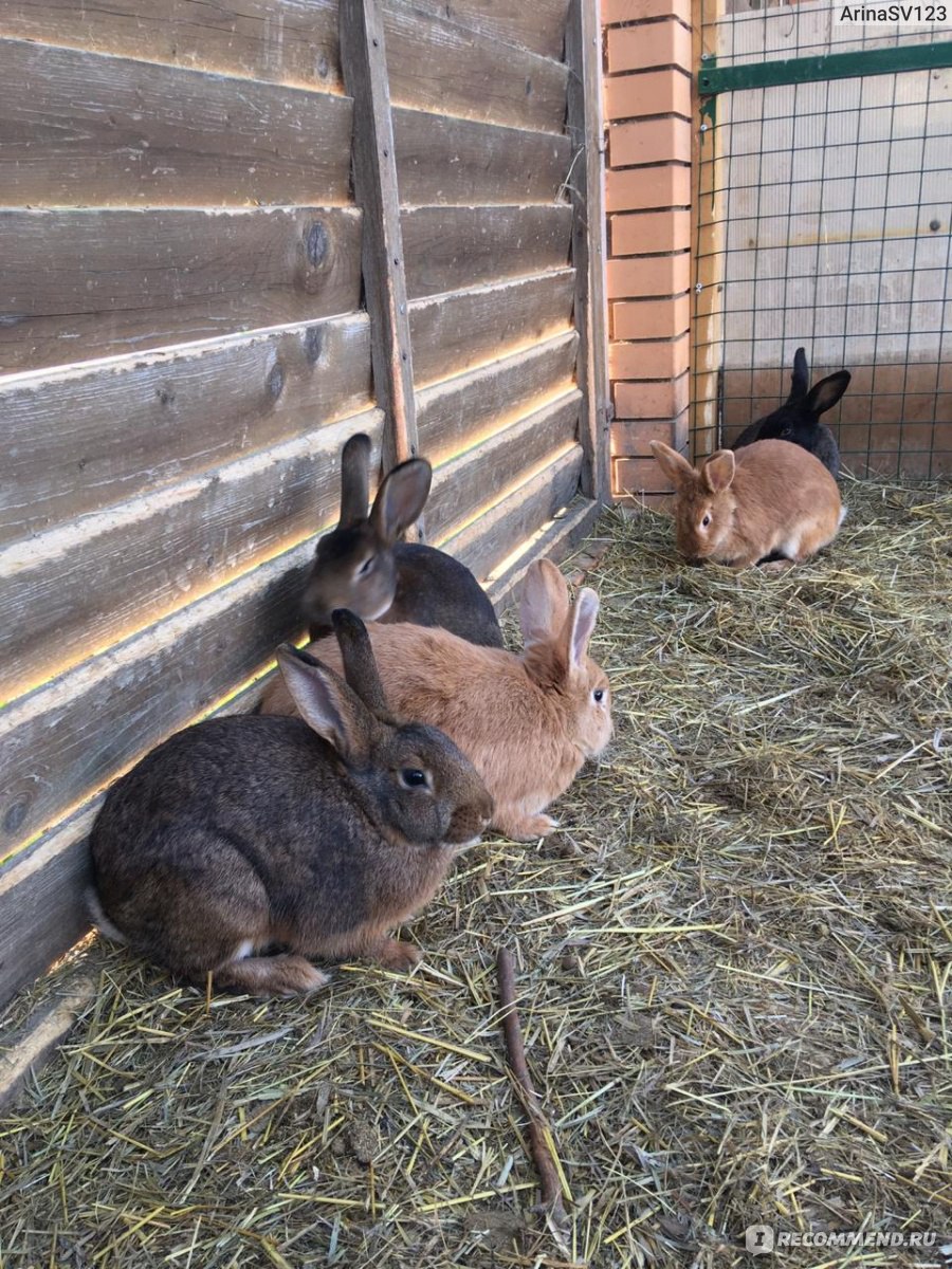 Мини-ферма для кроликов - цена. Какой она должна быть?