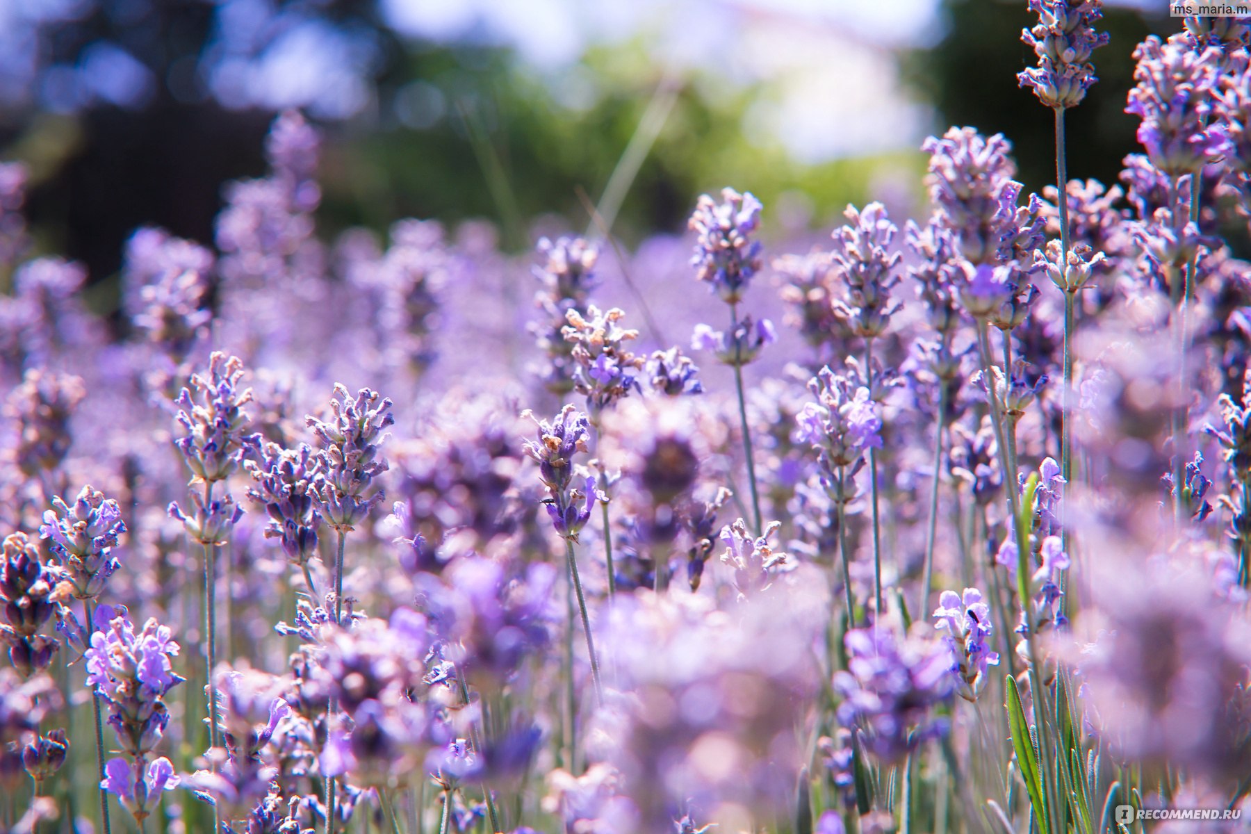 Лаванда узколистная (английская) Lavandula Angustifolia - «