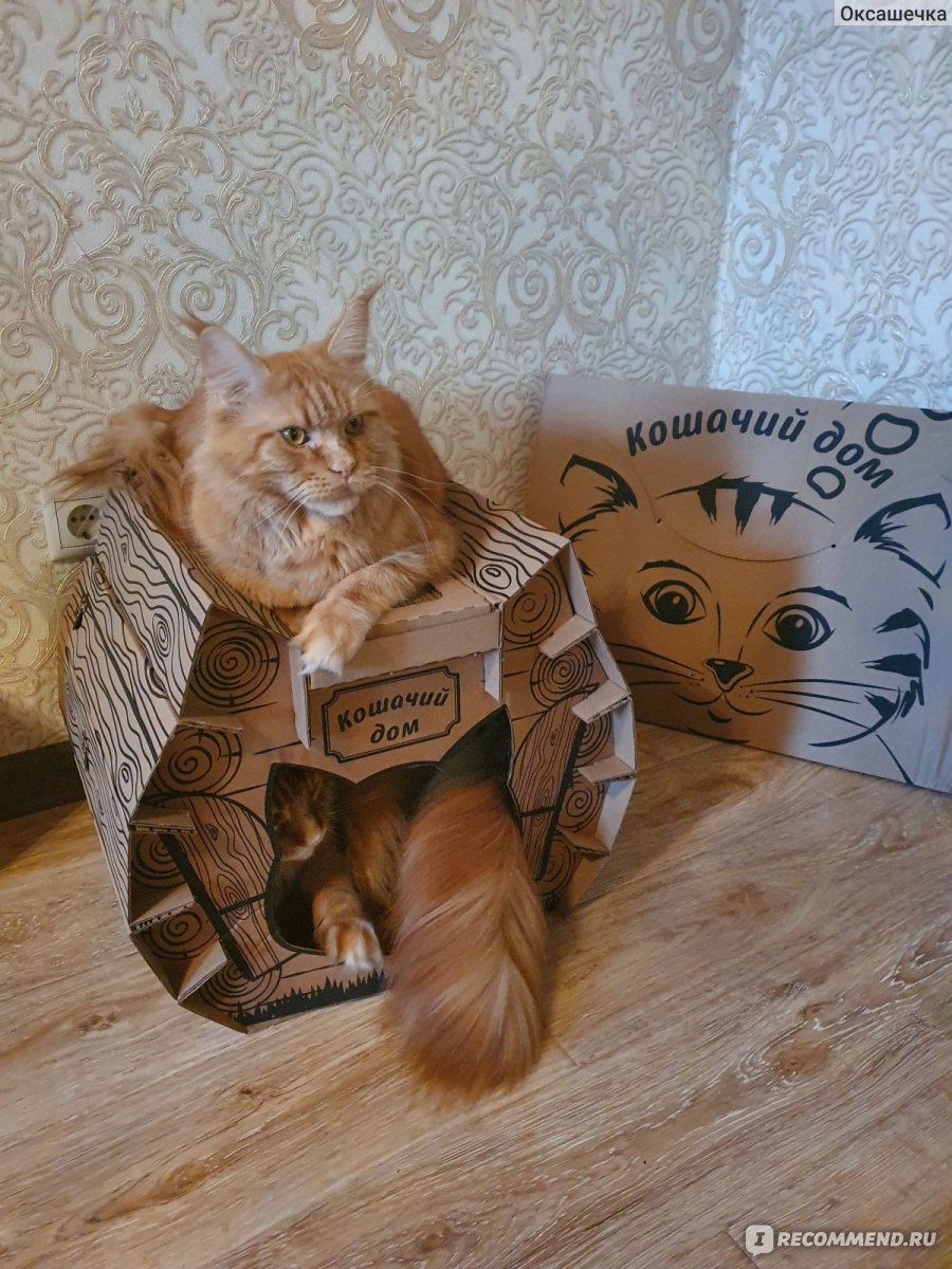 Домики для кошек из картона (72 фото)