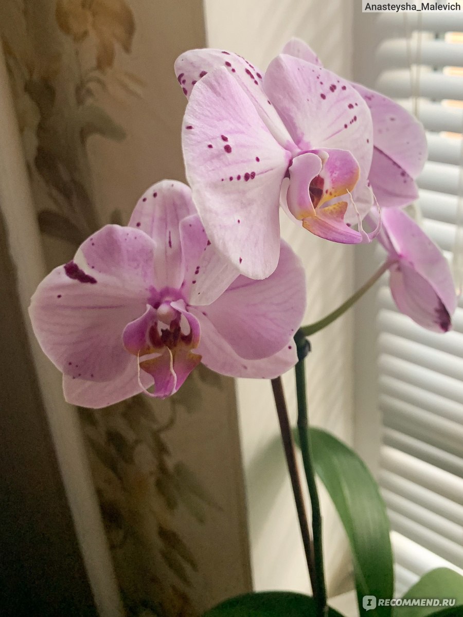 Лучшие виды орхидей для домашней коллекции