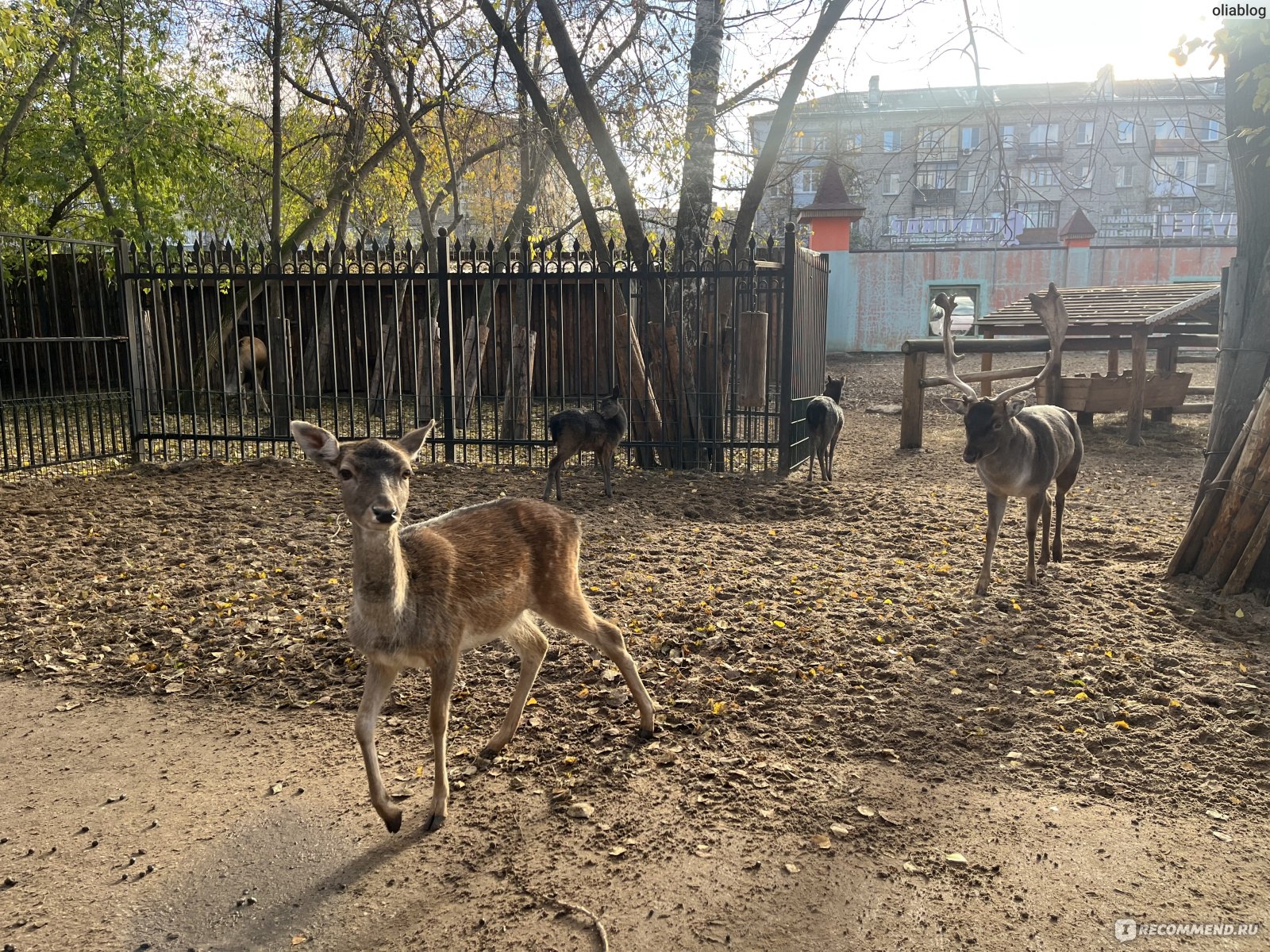 Зоопарк Лимпопо, Нижний Новгород - «ШИКАРНЫЙ ЗООПАРК, берет городость за  родной город, но мне очень грустно ❤️‍🩹 Стоит ли ходить осенью/зимой, что  взять с собой!» | отзывы