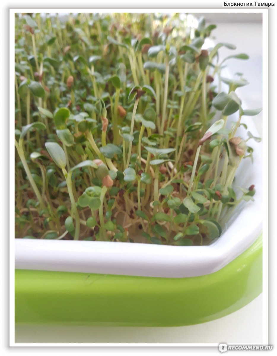 Поддон для выращивания микрозелени. Bean Sprouts Double-layer Dishes Plate Seedling Tray Plastic Hydroponic Flower Basket Flower Plant Home Garden Nursery Pots фото