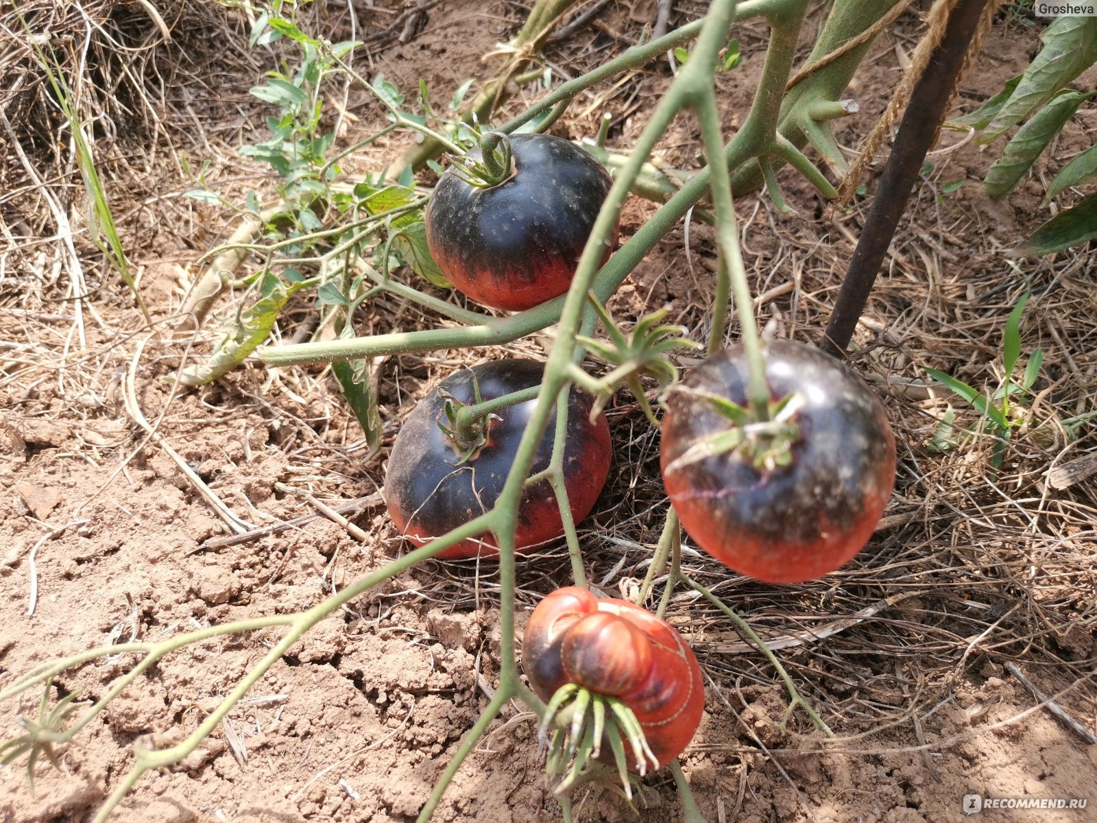 томат грязный курта. сорт томата dirty curty( грязный курти), сша. томат грязный курта полосатый. томат грязный курта. томат грязный курта.