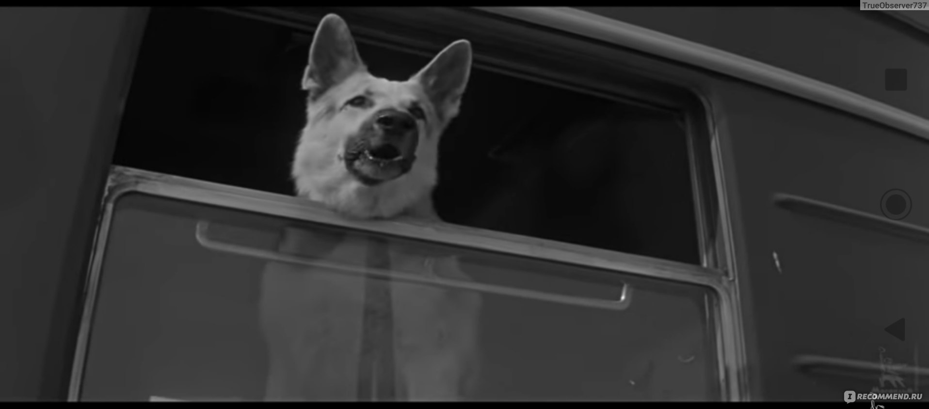 Ко мне, Мухтар! (1964, фильм) - «Одна из моих любимых ролей Юрия Никулина.  Самая популярная собачья кличка после выхода фильма «Ко мне, Мухтар!»» |  отзывы