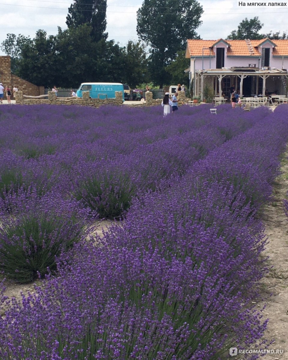 Дом ароматных трав/ Maison Des Plantes Aromatiques, Новороссийск,  Краснодарский край, Россия - «Лаванда в Анапе, не знали? Успевайте, в июне  она потрясающе прекрасна! Очень атмосферно, место притяжения! » | отзывы