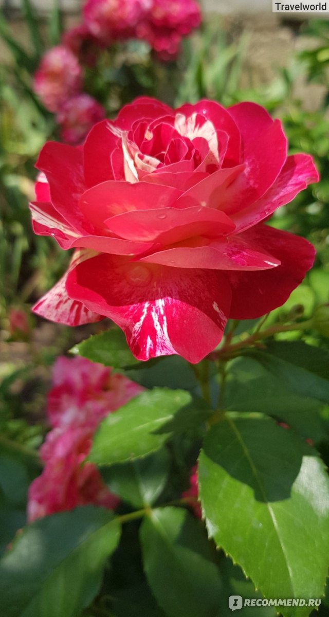 Роза флорибунда: посадка, обрезка и сезонный уход за красавицей розой