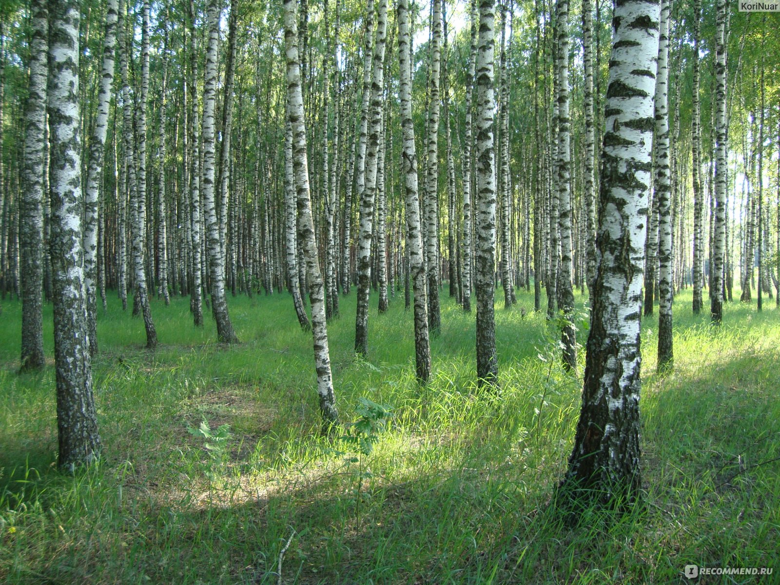 берёзовая роща златоуст. береза очень. береза очень. береза очень. березовая роща тамбов.