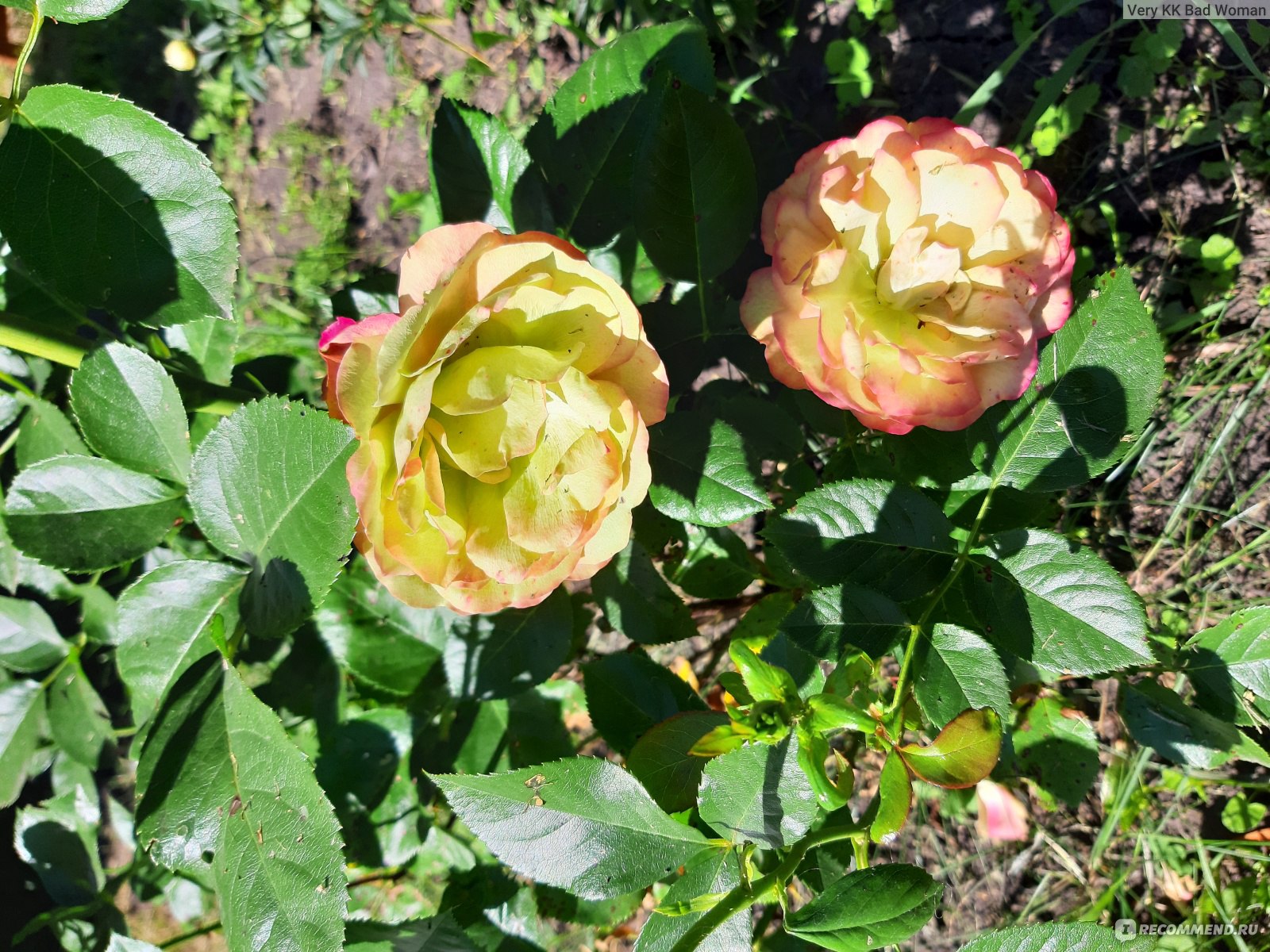 Роза флорибунда сорт Акрополис
